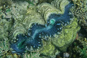 Maxima: Siphons and mantle of Small Giant Clam - NusaBay Menjangan H