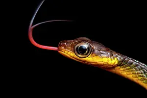 Colubrinae: Sipo (Chironius sp) portrait, Kaw, French Guiana
