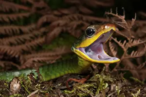 Mindo: Sipo Snake (Chironius exoletus) captive