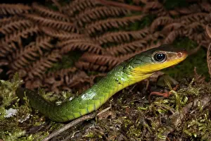 Mindo: Sipo Snake (Chironius exoletus) captive