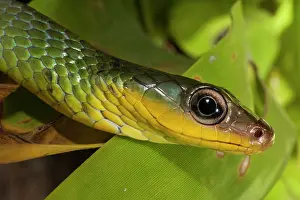 Mindo: Sipo Snake (Chironius exoletus) captive