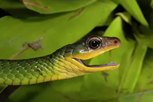 Mindo: Sipo Snake (Chironius exoletus) captive