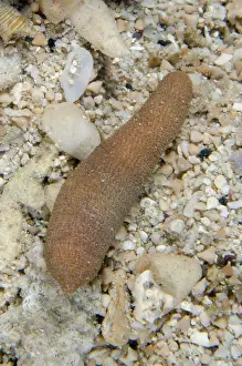 Menjangan: Sipunculid Worm - NusaBay Menjangan Hotel house reef, West B