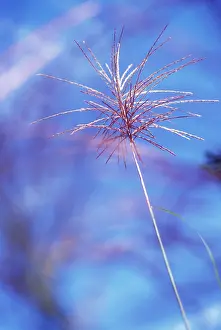 Flowerphotos: Siren Japanese Silvergrass
