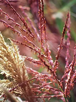 Siren: Siren Japanese Silvergrass