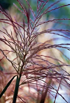 Crazy: Siren Japanese Silvergrass