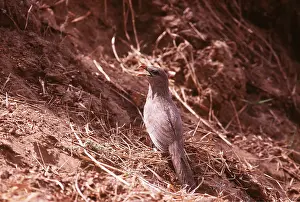 Joanna Van Gruisen: SIRKEER MALKOHA - on ground