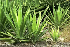 Sisal: Sisal