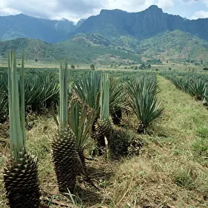 Fiber: A sisal plantation