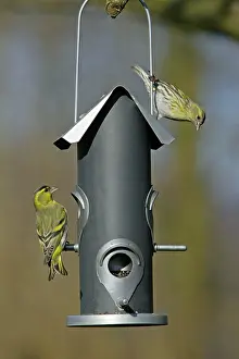 Siskins: Siskin - 2 birds at feeder in garden