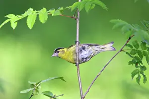Siskins: Siskin