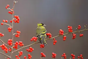 Siskins: Siskin