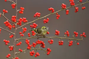 Siskins: Siskin