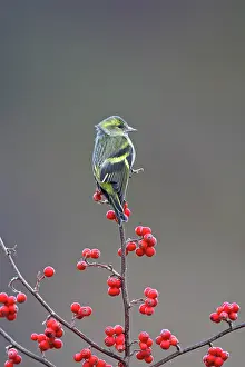 Siskins: Siskin