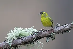 Siskins: Siskin