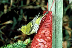 Siskins: SISKIN - on bird feeder