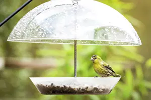 Sale: Siskin bird taking cover for the rain on a feedi