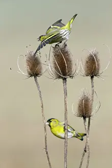 Spinus: Siskin - birds feeding on Teasel