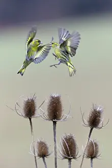 Squabbling: Siskin - birds squabbling over Teasel