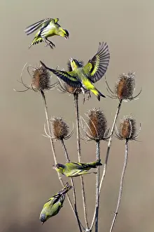 Squabbling: Siskin - birds squabbling over Teasel