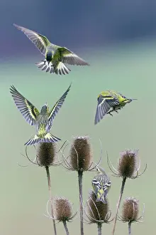 Squabbling: Siskin - birds squabbling over Teasel