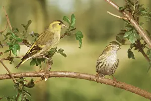 Siskin: SISKIN - two on branch