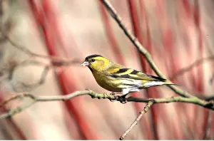 Siskin: SISKIN - on branch