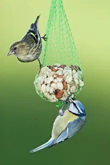 Siskin: Siskin (Carduelis spinus) and Blue tit (Parus caeruleus)