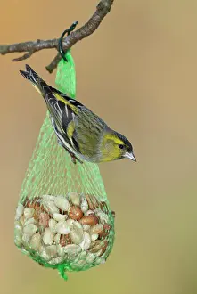 Siskin: Siskin (Carduelis spinus) at winter feeding, North