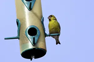 Siskins: Siskin - feeding on birdfeeder