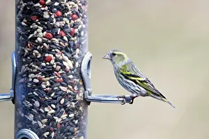 Spinus: Siskin - female on bird feeder