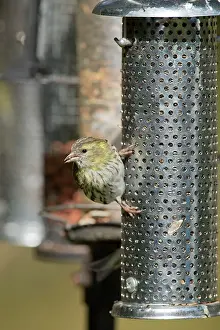 Siskin: Siskin - female on feeder