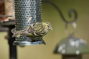 Siskin: Siskin - female on feeder