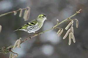Siskins: Siskin - female perched on branch