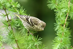 Siskins: Siskin - Female on spruce