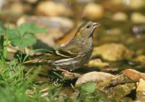 Siskins: Siskin - female at water stream
