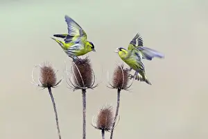 Spinus: Siskin - fighting over Teasel