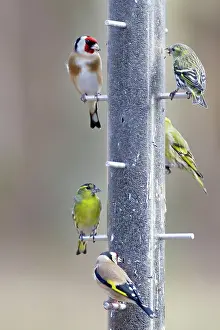 Spinus: Siskin and Goldfinch (Carduelis carduelis) - on