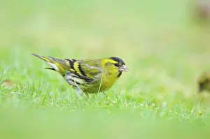 Siskins: Siskin - on ground