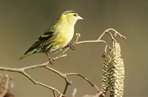 Hazel: SISKIN - ON HAZEL CATKINS TWIG