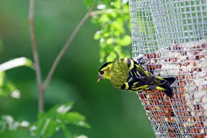 Siskins: Siskin - male