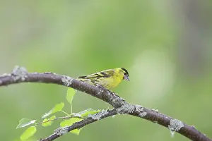 Siskins: Siskin - male