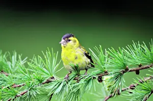Spinus: Siskin - Male