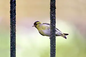 Siskins: Siskin male