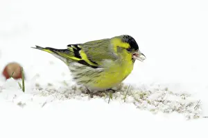 Siskins: Siskin - male feeding on snow covered ground
