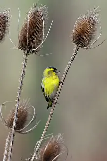 Spinus: Siskin - male feeding on Teasel