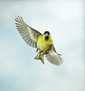 Siskins: Siskin - Male in flight turning, head on