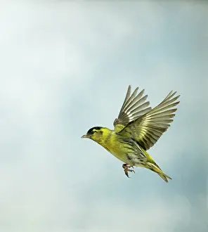 Siskins: Siskin - Male in flight side view