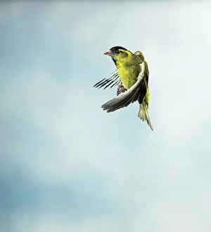 Siskins: Siskin - Male in flight side view wings forward
