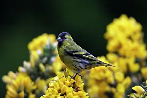 Siskins: Siskin - male on top of gorse bush